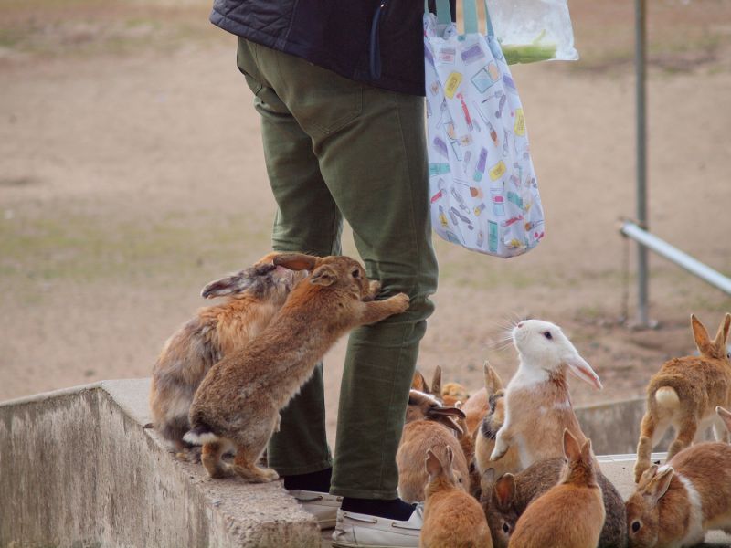 thỏ vây quanh du khách